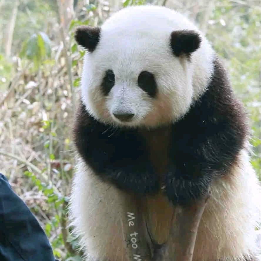 熊猫姐