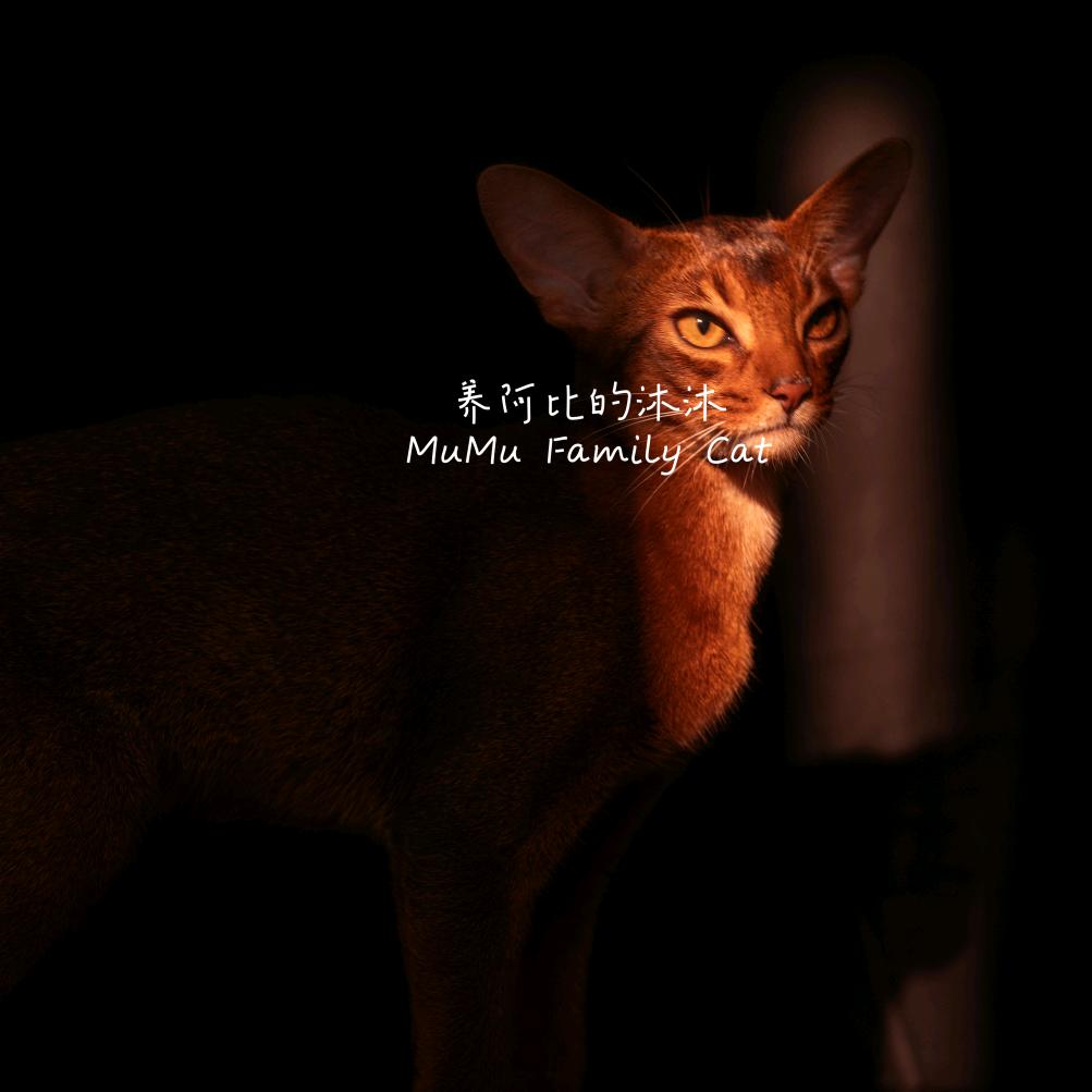 养阿比的沐沐（亲测省钱版）