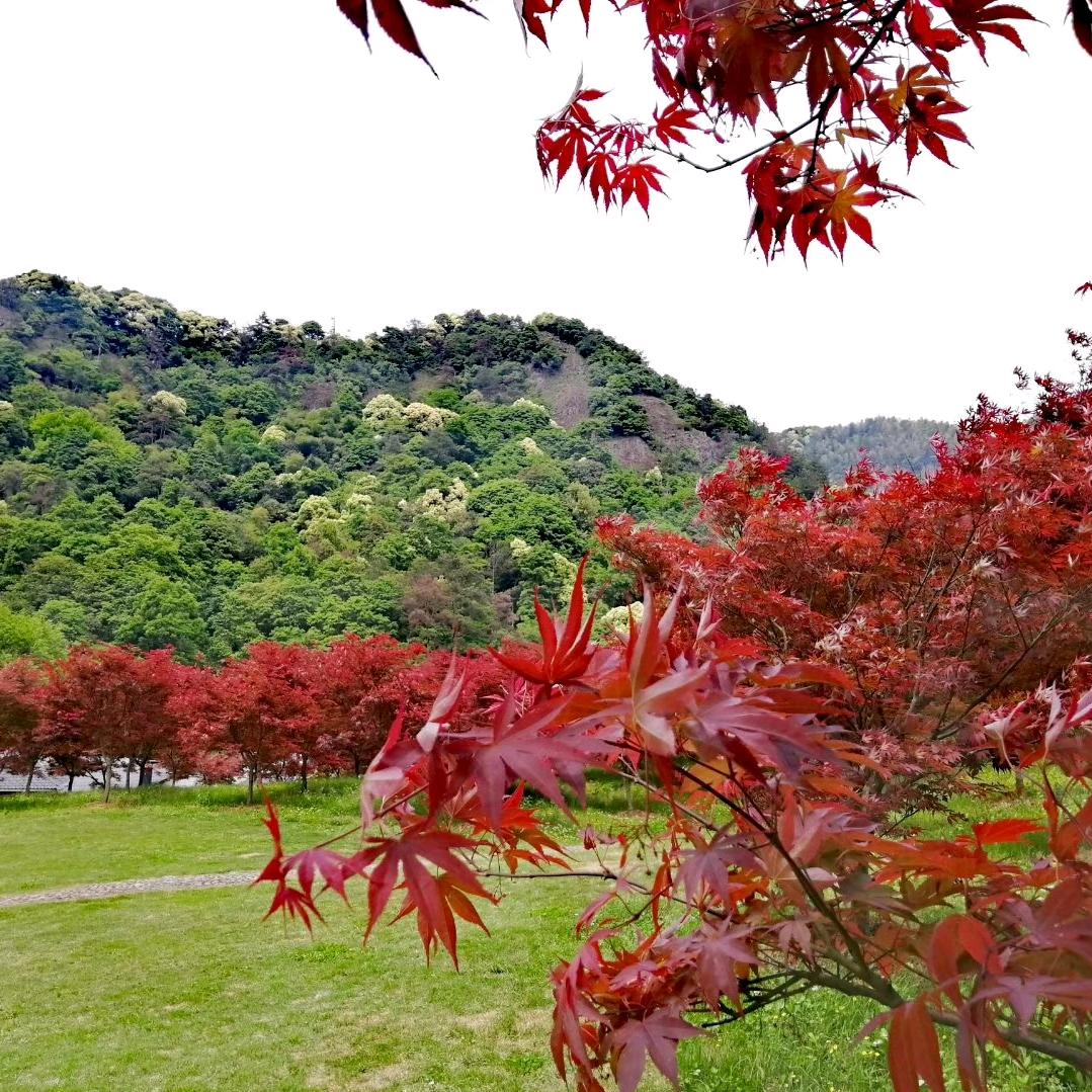 紫阆饭