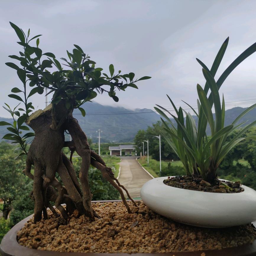 摸咪托活
