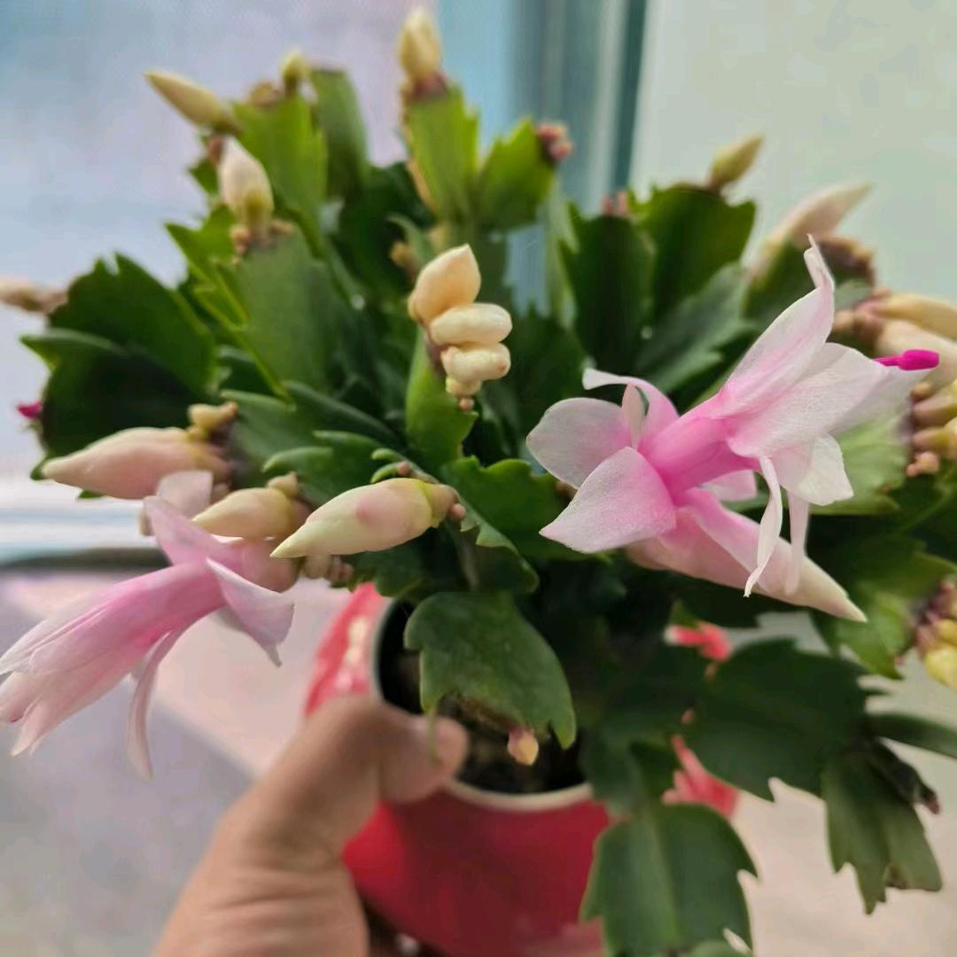@💕*꯭͡妮💝