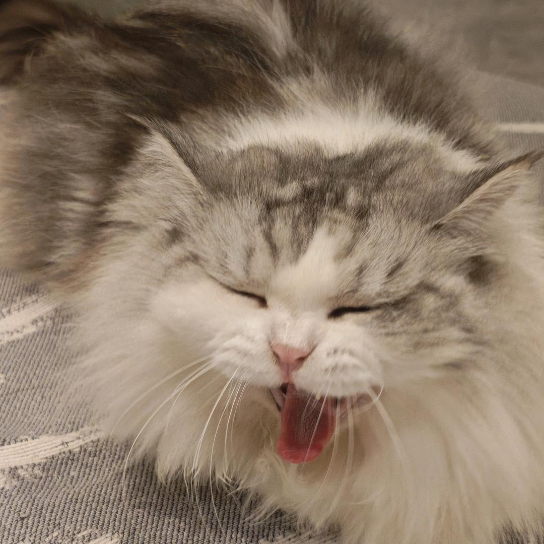 粥粥困八天（年底冲刺ing）