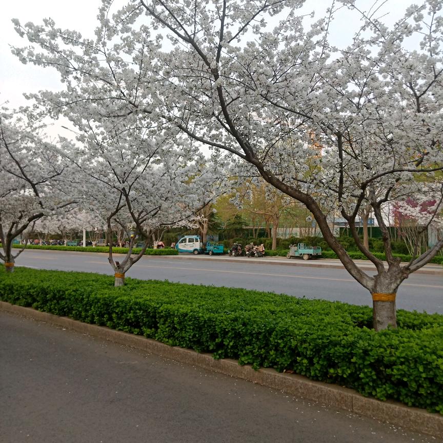 落花🌸