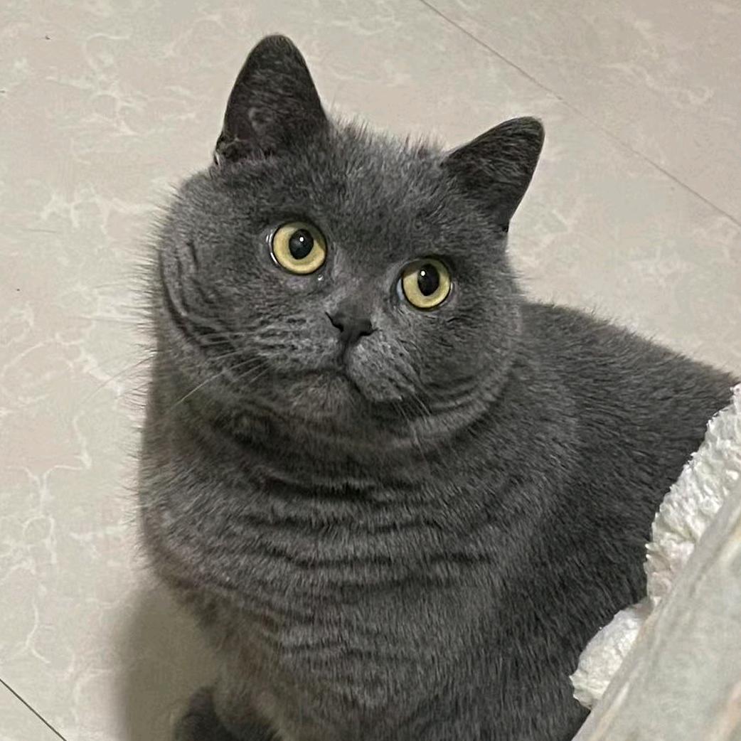 金吉拉妹妹