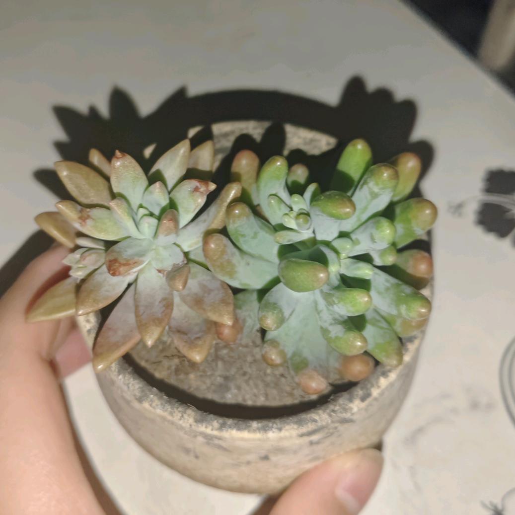 瀿泽