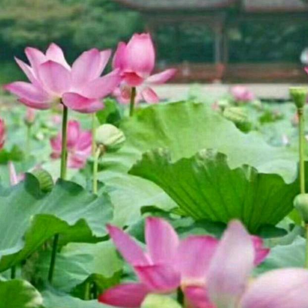 陈经良