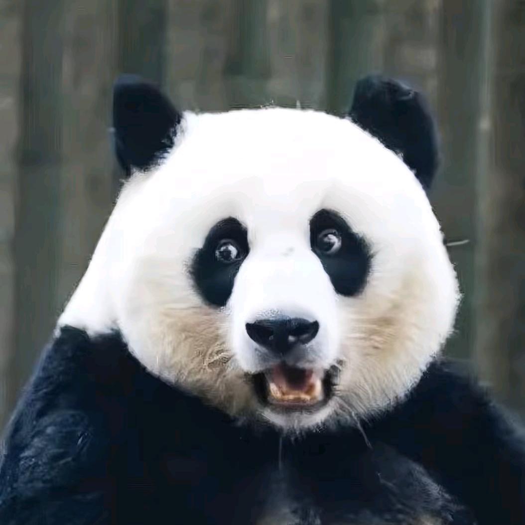 西瓜和芝麻