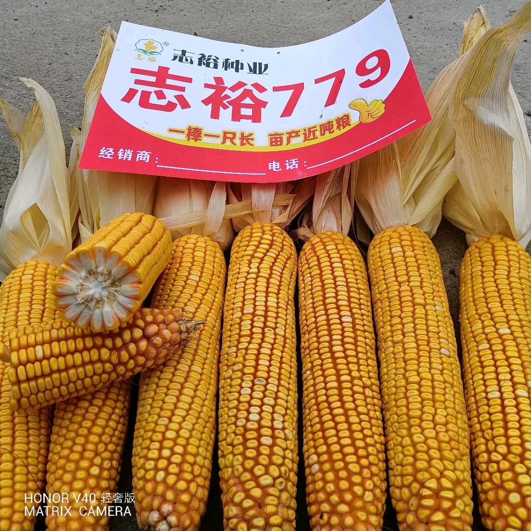 云南志裕种业阮鹏