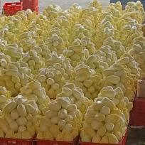 专业做娃娃菜的五妹