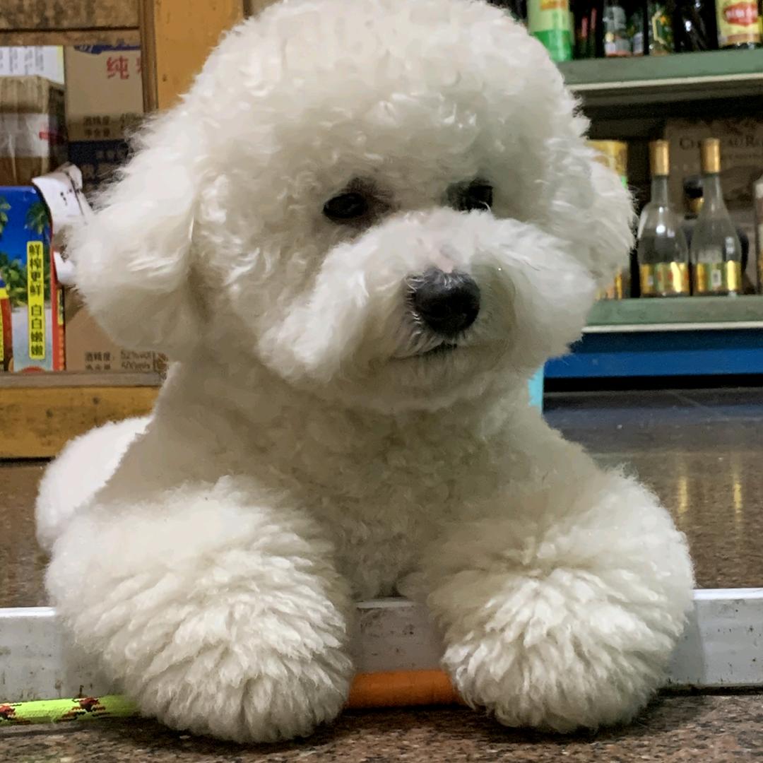 ঞᩚꦿ小毛同学꧔ꦿ᭄᭄