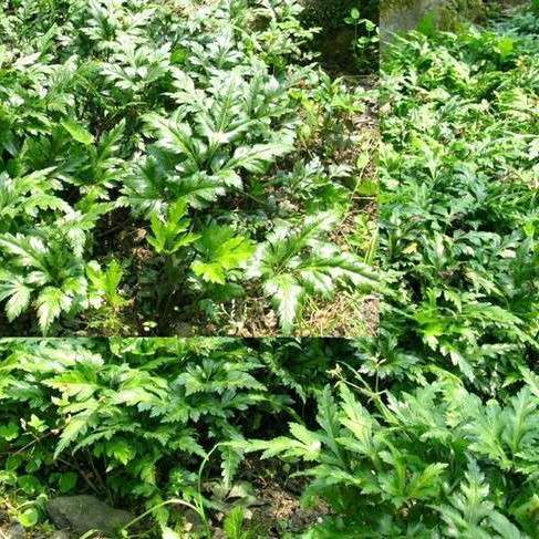 黄连种植户