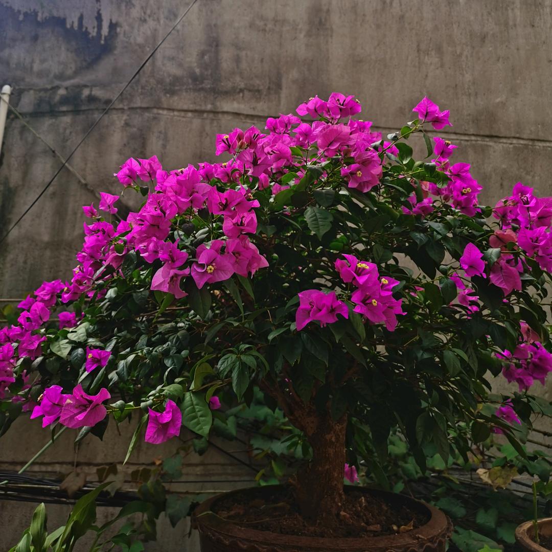 那时花开