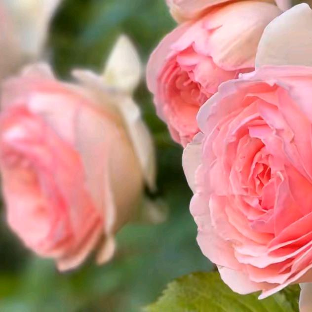 荆州区草与花百货店（个体工商户）