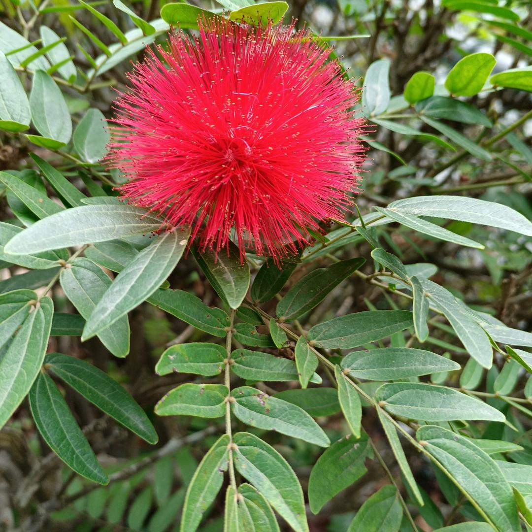 丁香花