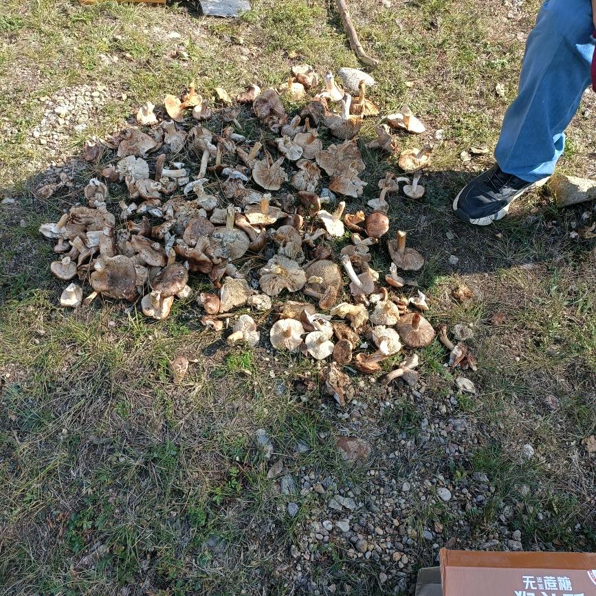 金哥