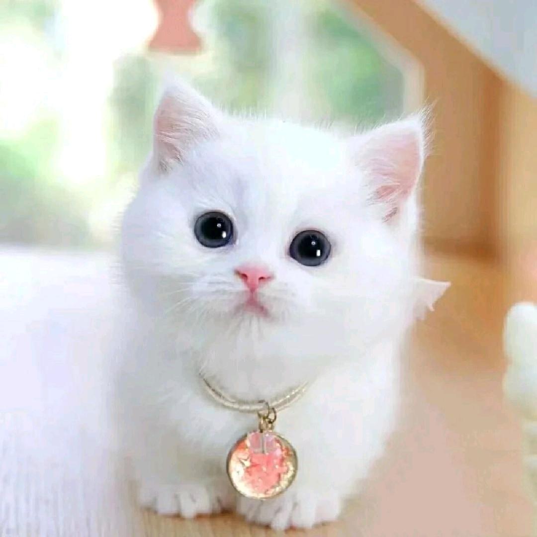 火辣小野猫♥(｡￫v￩｡)♥