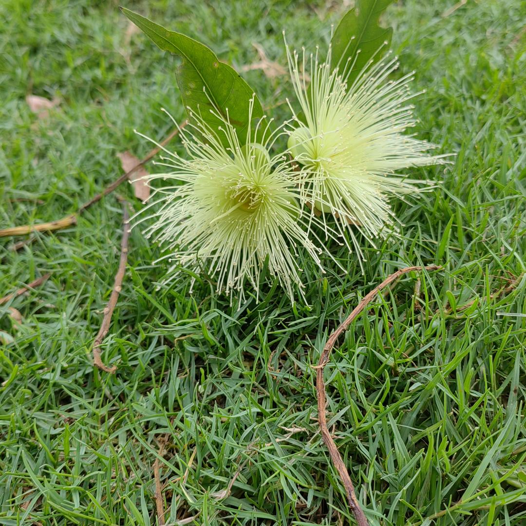 古月胡