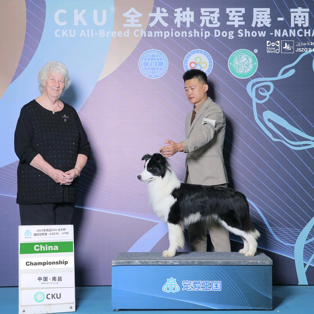 爱宠在线边牧-直播号