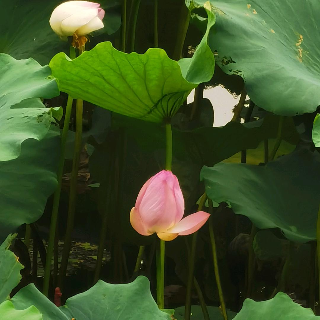 杨允侠