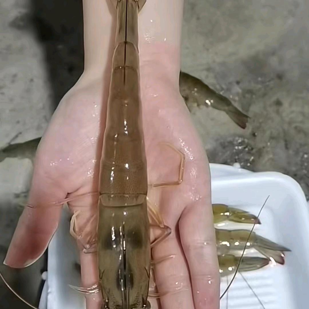 精品虾苗《均少》