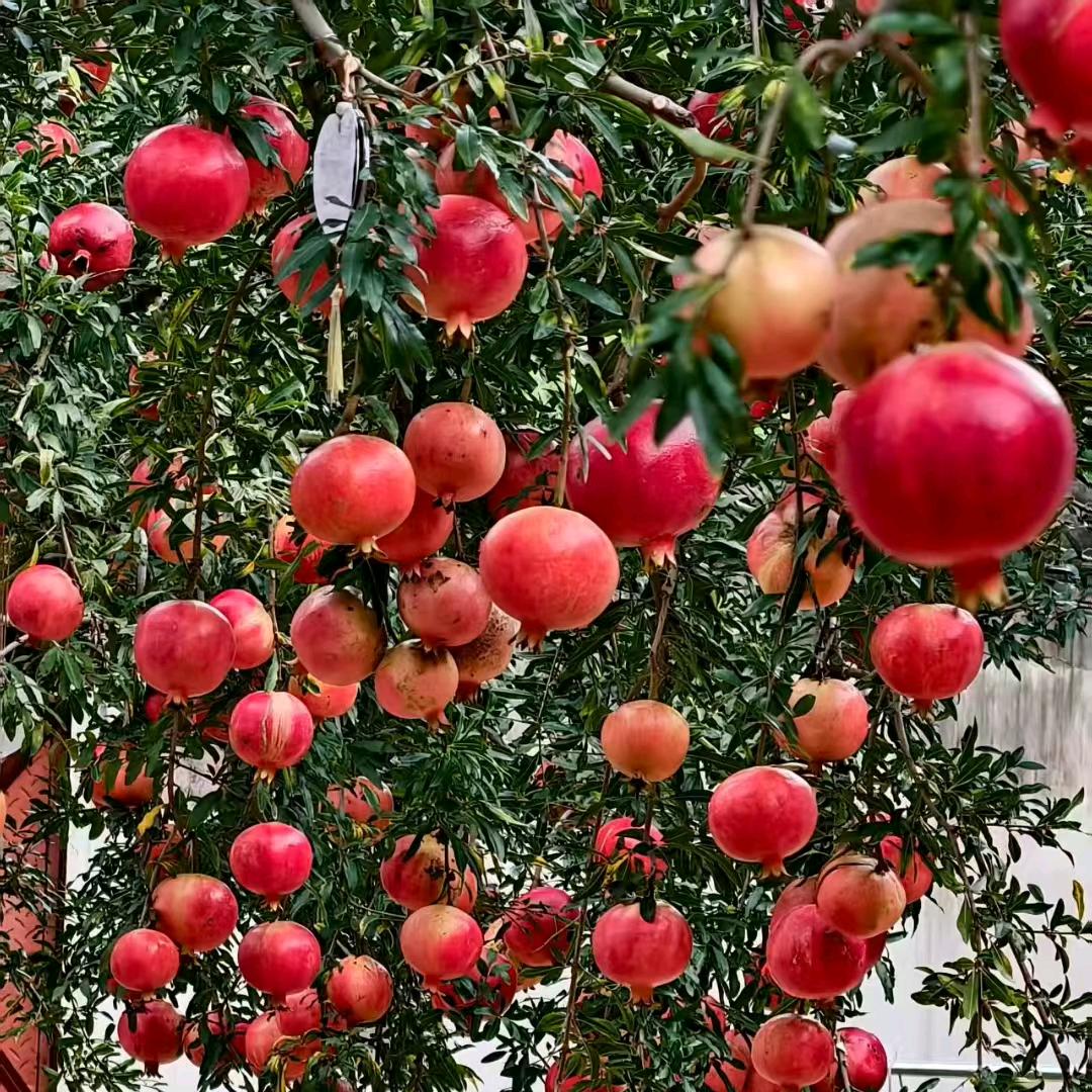 金沙江边的石榴哥尾号816