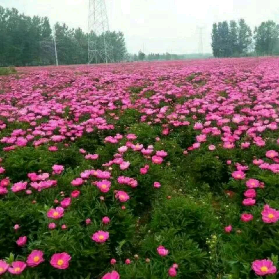 白芍牡丹何首乌等中药材