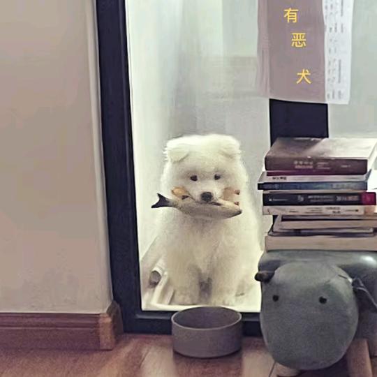 a金桔.🐟