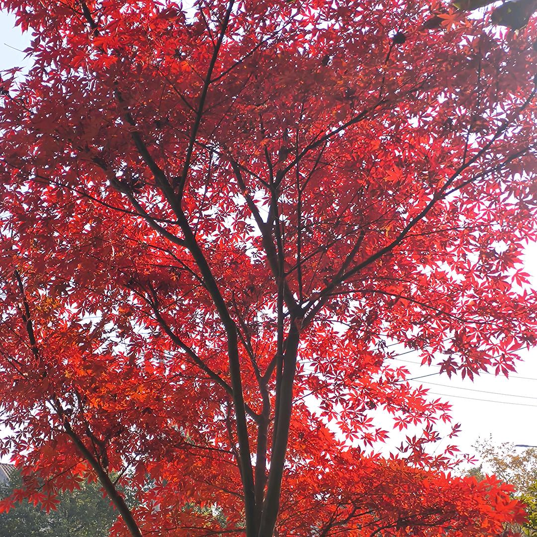 四点半（校园版）