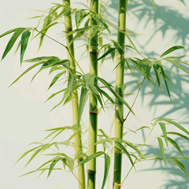 清心🍀