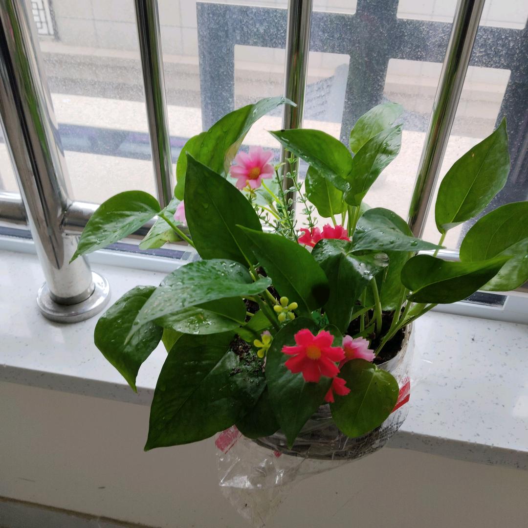 风雨彩红
