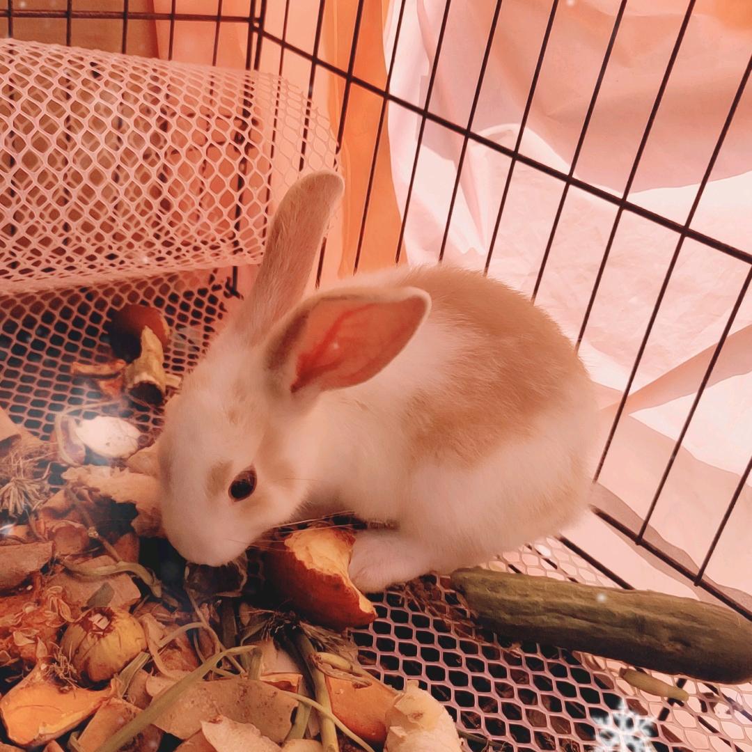 兔兔兔