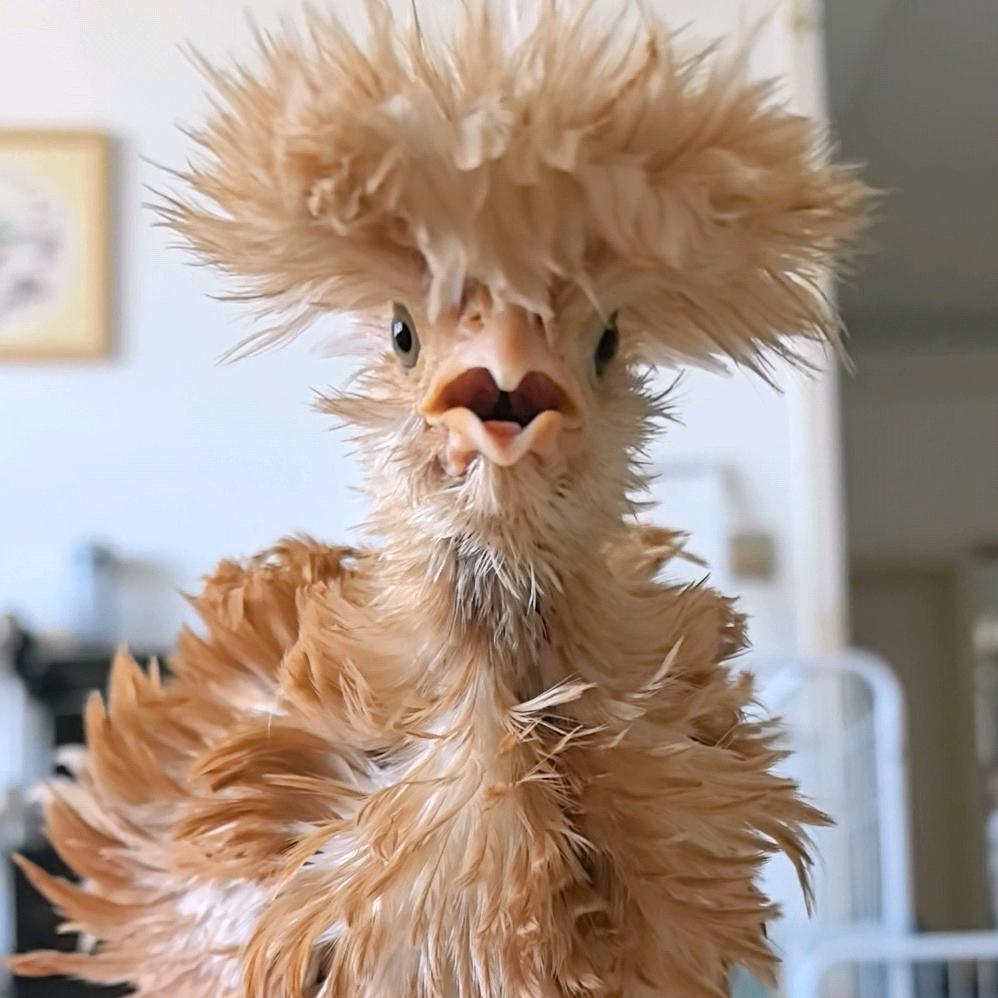 小周家的🪿🐔