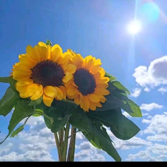 🌻🌻