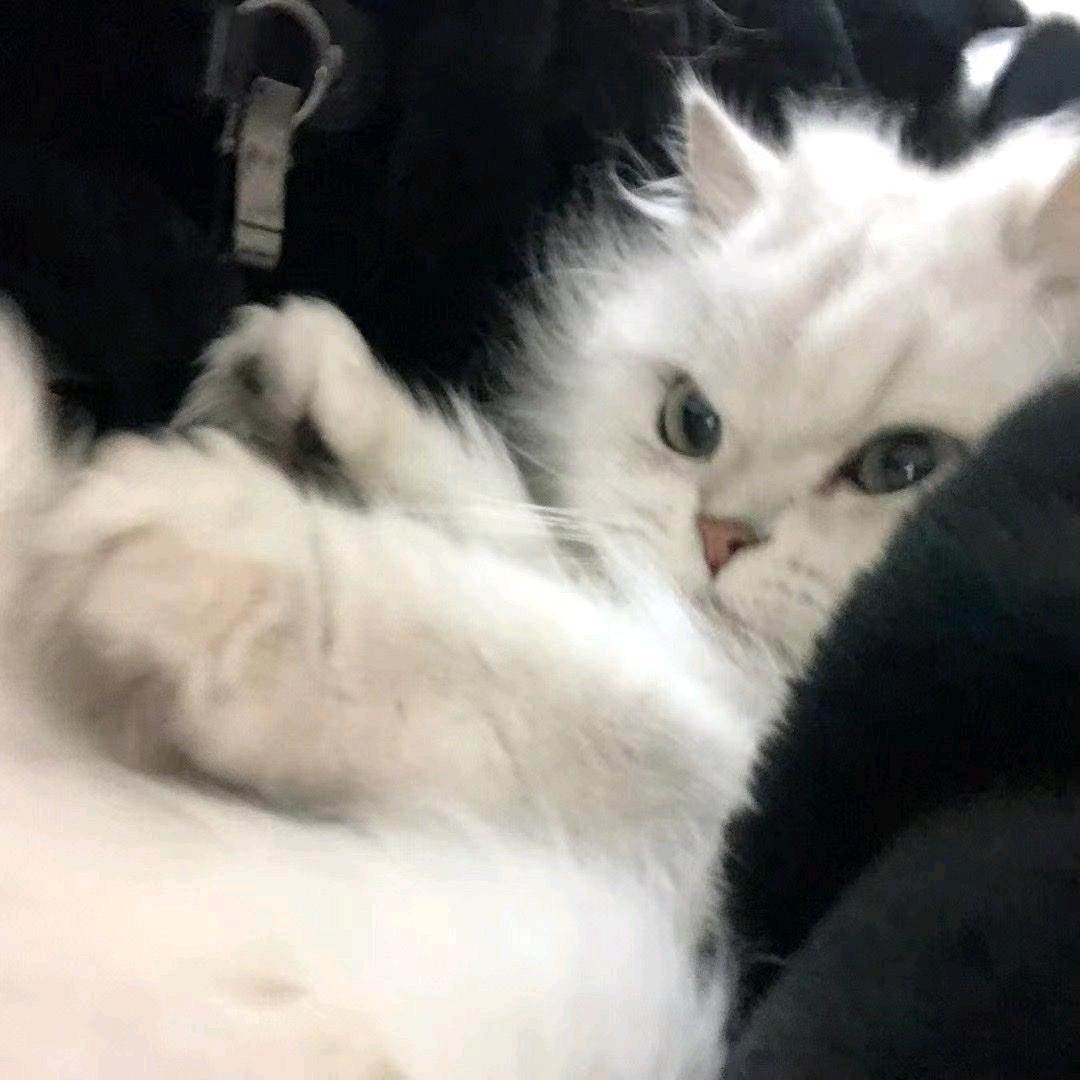 雪糕77