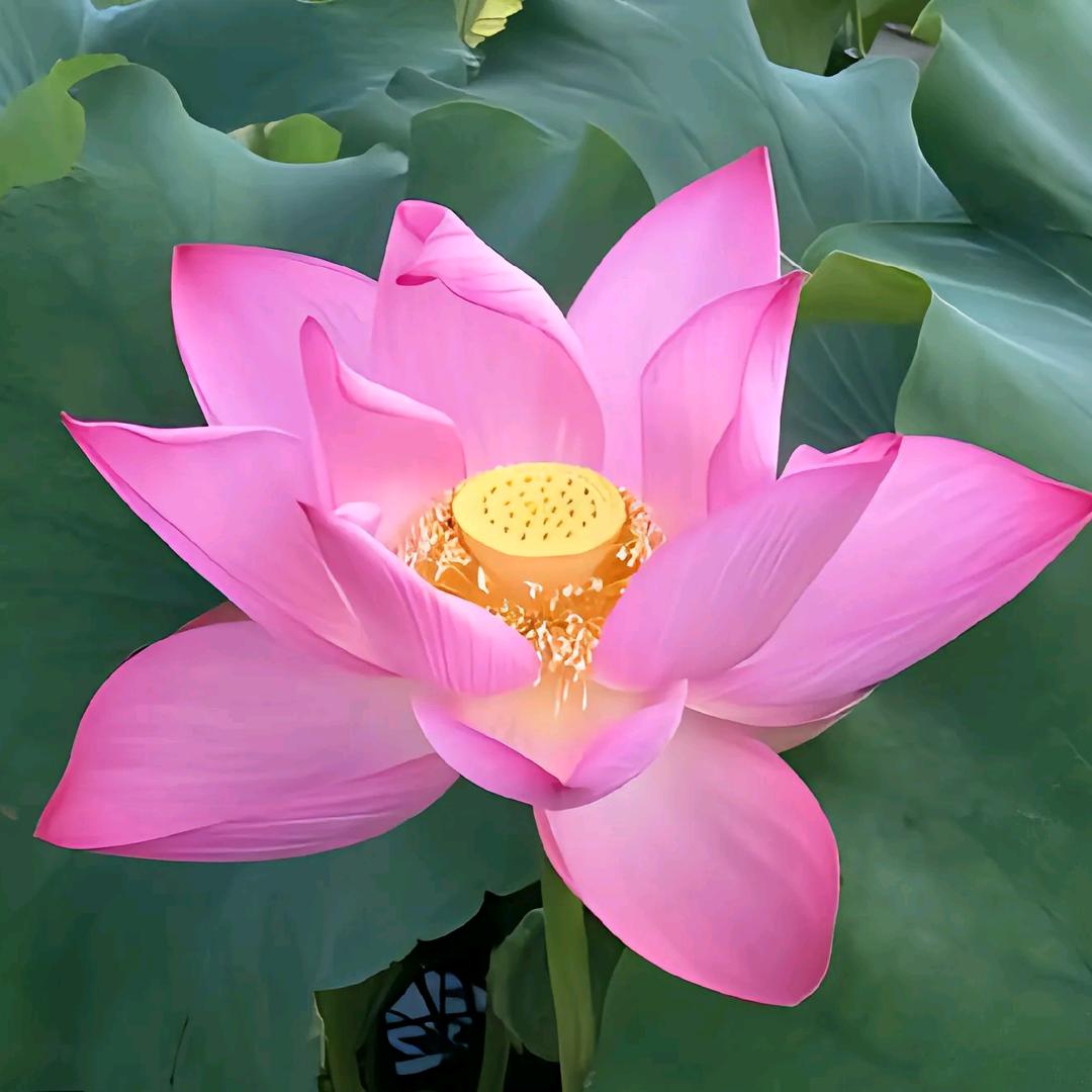 花开富贵 (˘͈ᵕ ˘͈❀)