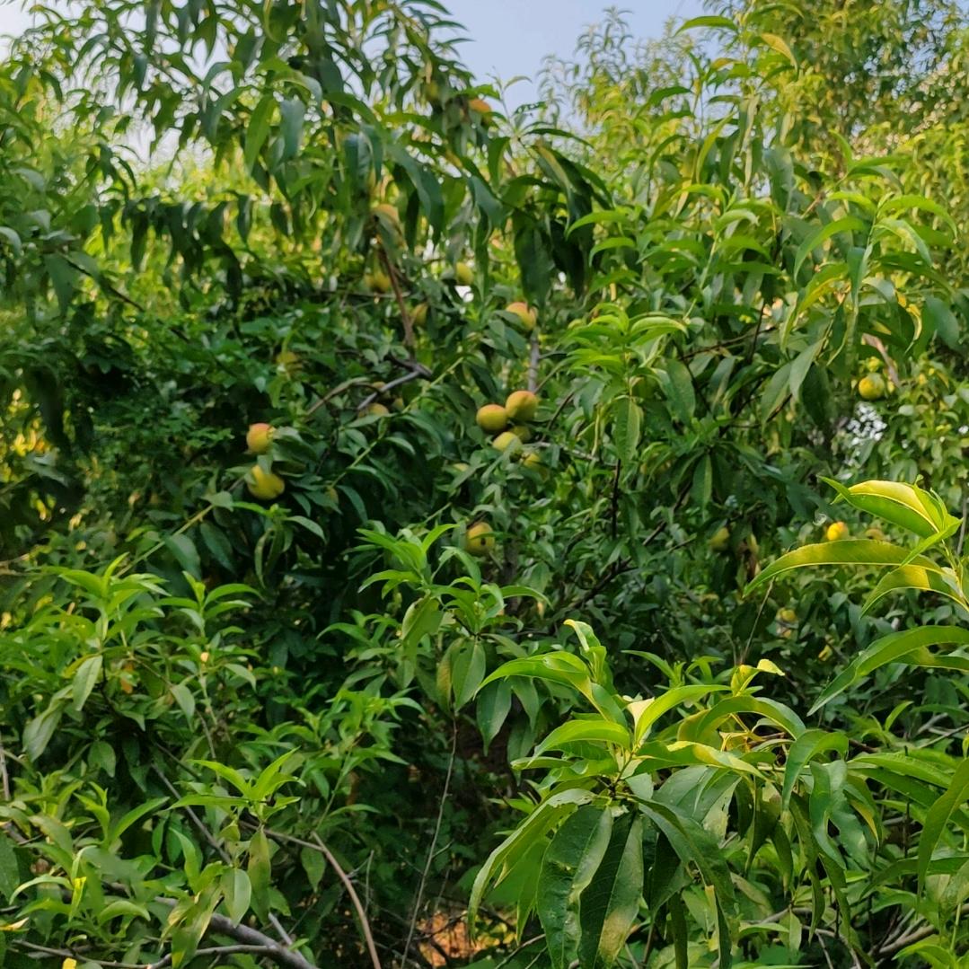 大山深处自然醒