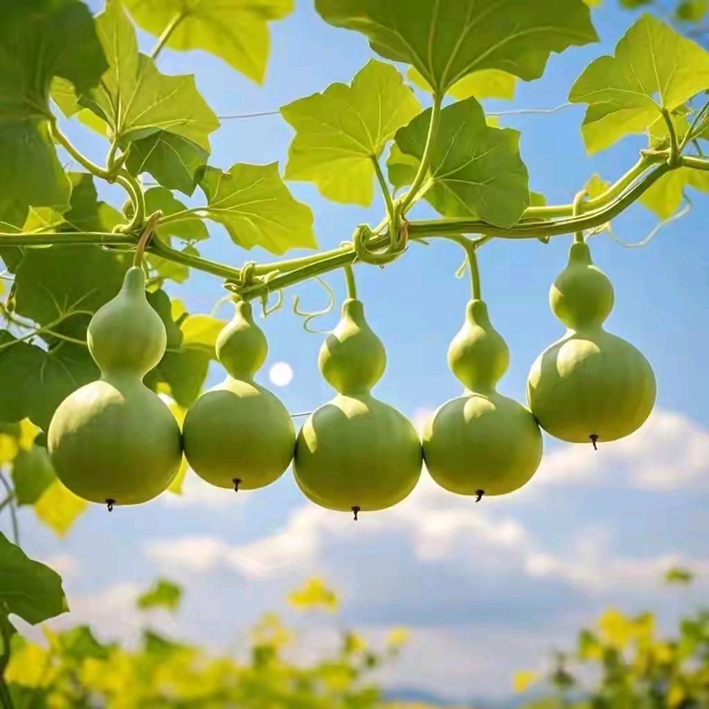 胶东视界