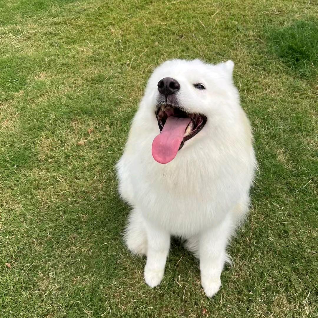 糖醋里脊📷