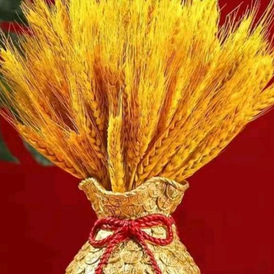 孤单的树叶🍃🍃