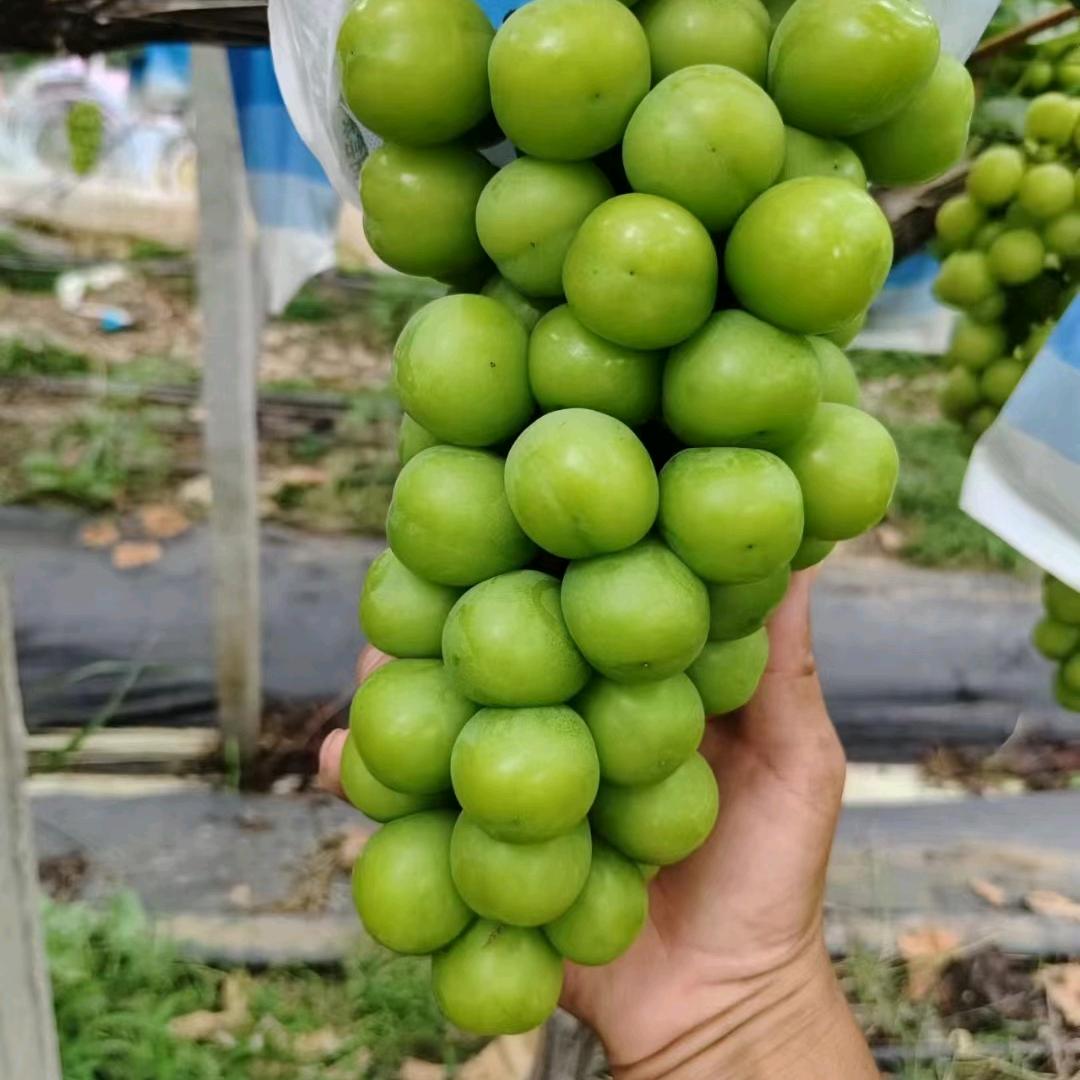 万果汇鲜果优品店