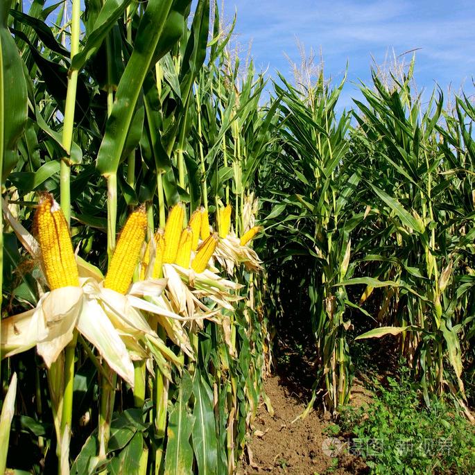 霸道菇凉最给力！！！