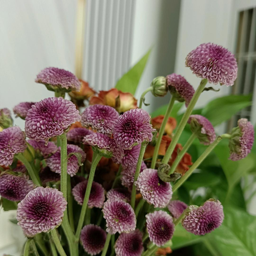 麦芽好物甄选