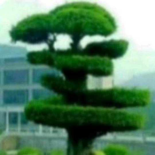 白灵鸟