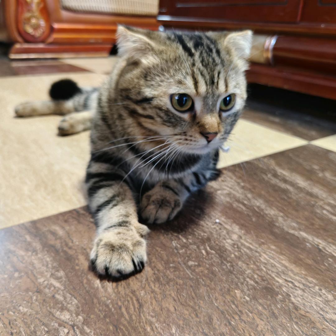 菜猫（王者荣耀）国服射手