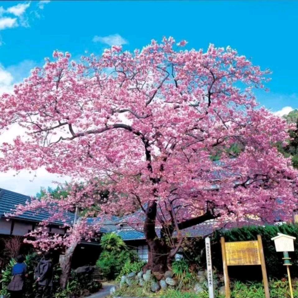 诸城市川东樱花专供染井吉野樱