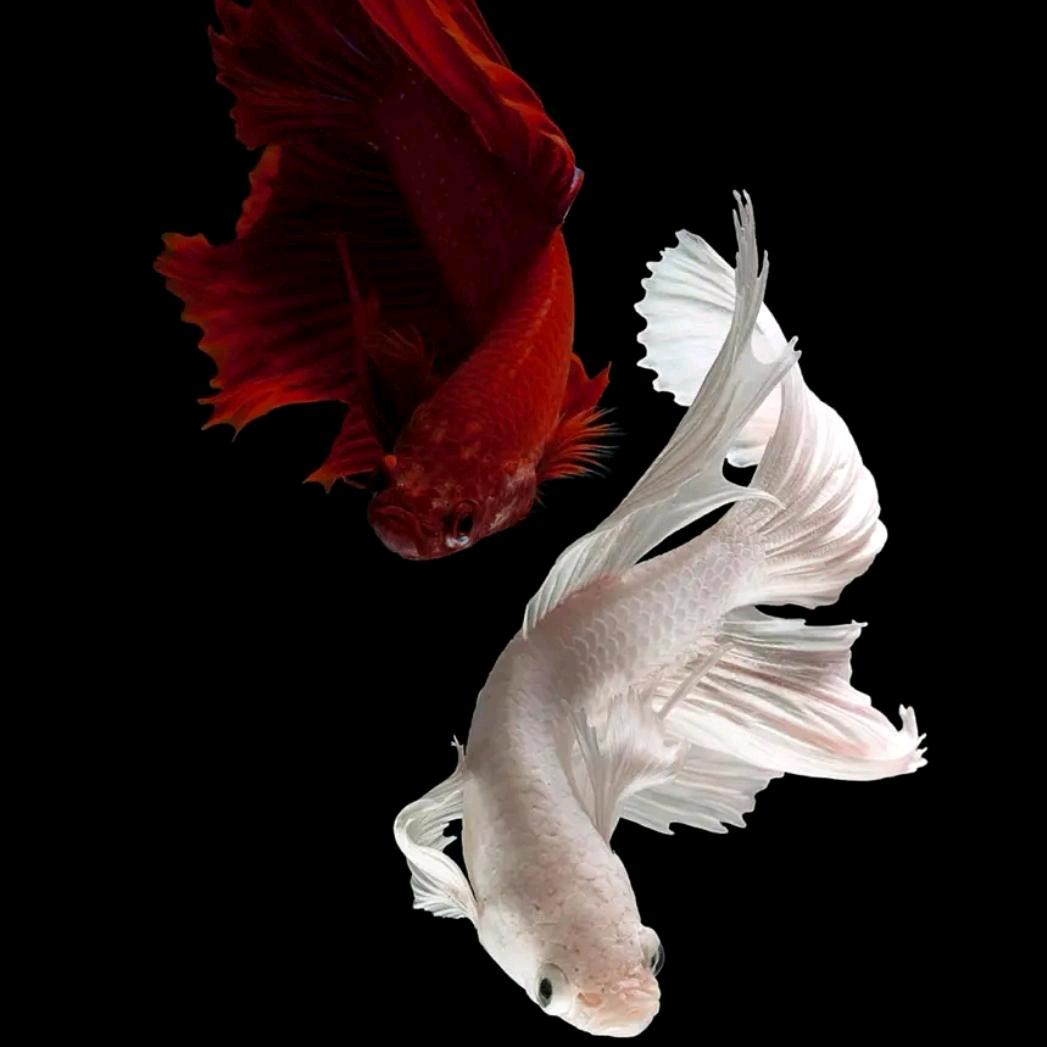 骑豪爵UHR150的社恐分子