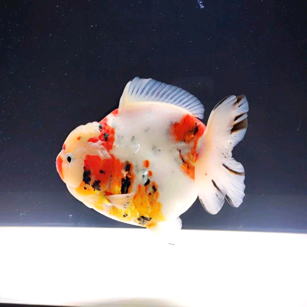 王炸金鱼