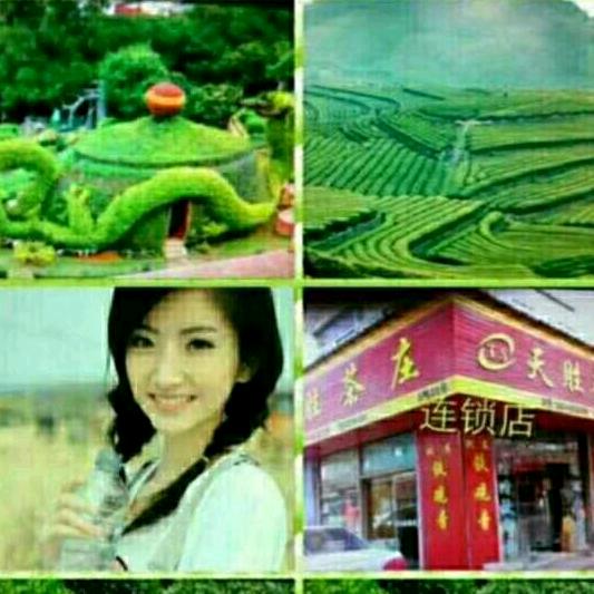 天胜茶庄