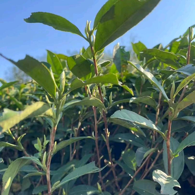 奇山白茶业（福鼎白茶）