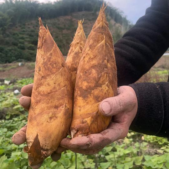 竹都特产姜二娃